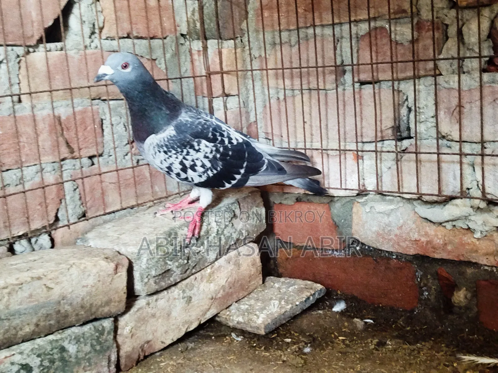 রেসার নর কবুতর