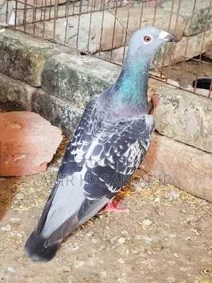 রেসার নর কবুতর