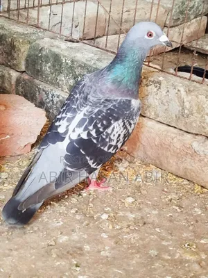 রেসার নর কবুতর