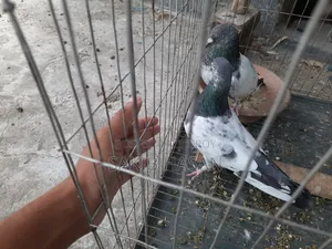 গিরিবাজ কবুতর