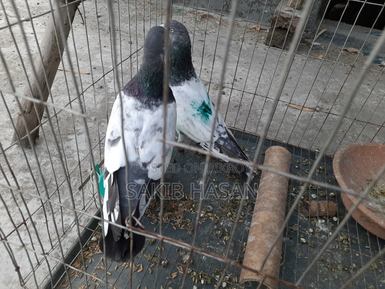 গিরিবাজ কবুতর