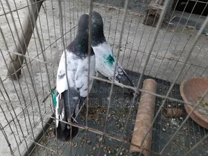 গিরিবাজ কবুতর