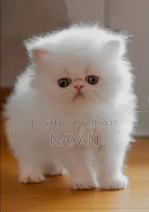 1-3 months Male Purebred Persian