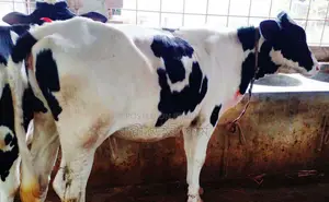 ১৮০১ নং বকনা গরু পোষার জন্য ।
