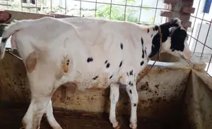 ১৮০২ নং বকনা বাছুর গরু।
