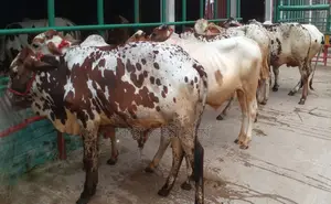 ১৮০৩ নং উন্নত জাতের ৭টি এড়ে ষাঁড় গরু বিক্রয় হবে ।