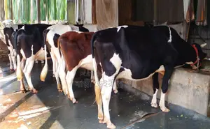 ১৮০৪ নং ৫টি গাভী গরু বিক্রয় হবে ।