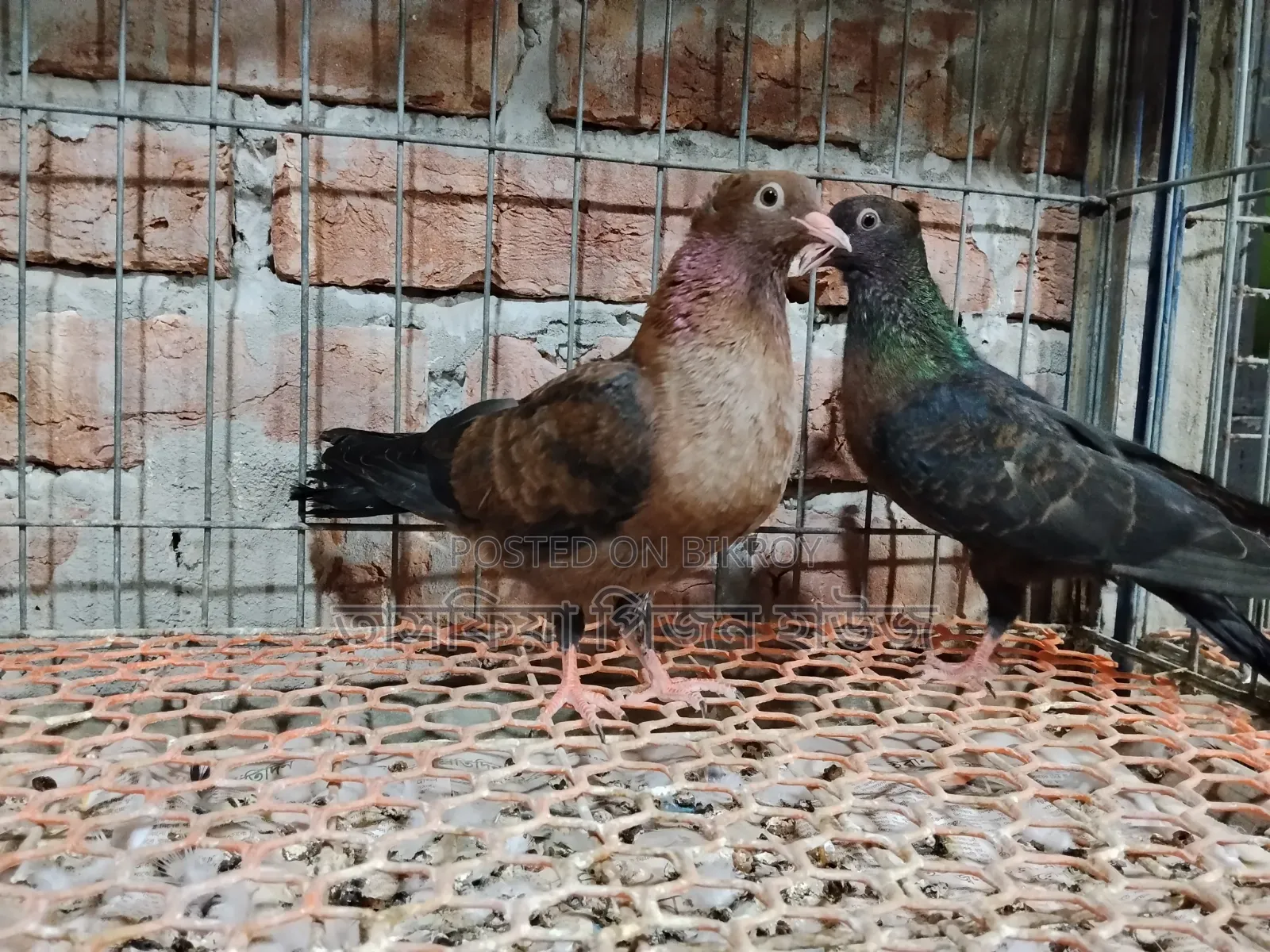 আর্ট এঞ্জেল কবুতর ৩/৪ ফেদার