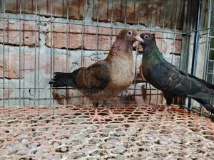 আর্ট এঞ্জেল কবুতর ৩/৪ ফেদার