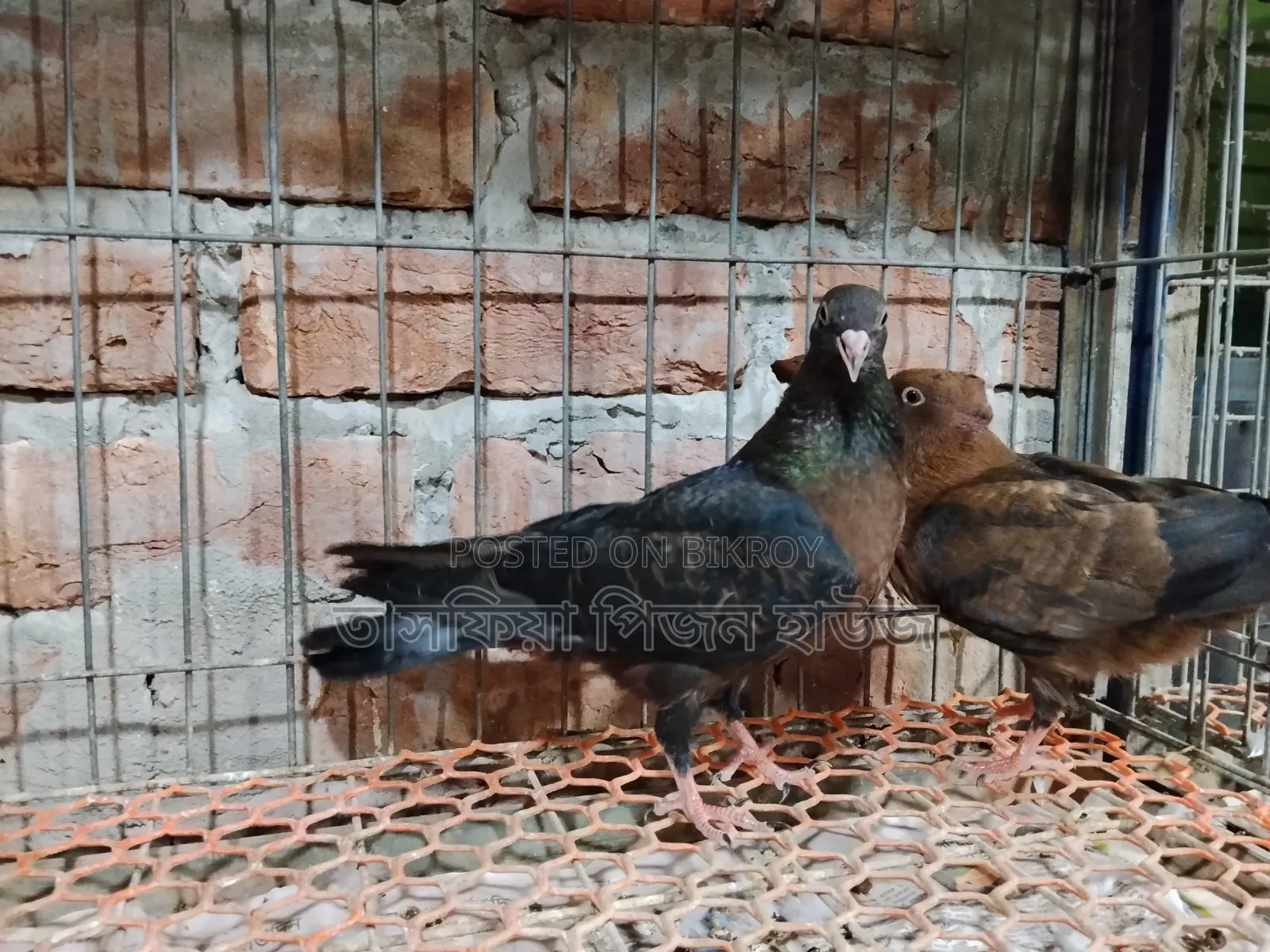 আর্ট এঞ্জেল কবুতর ৩/৪ ফেদার