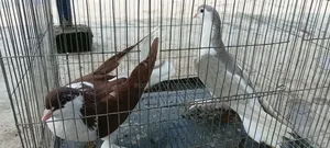 সিরাজী কবুতর মাদি দুই পিস