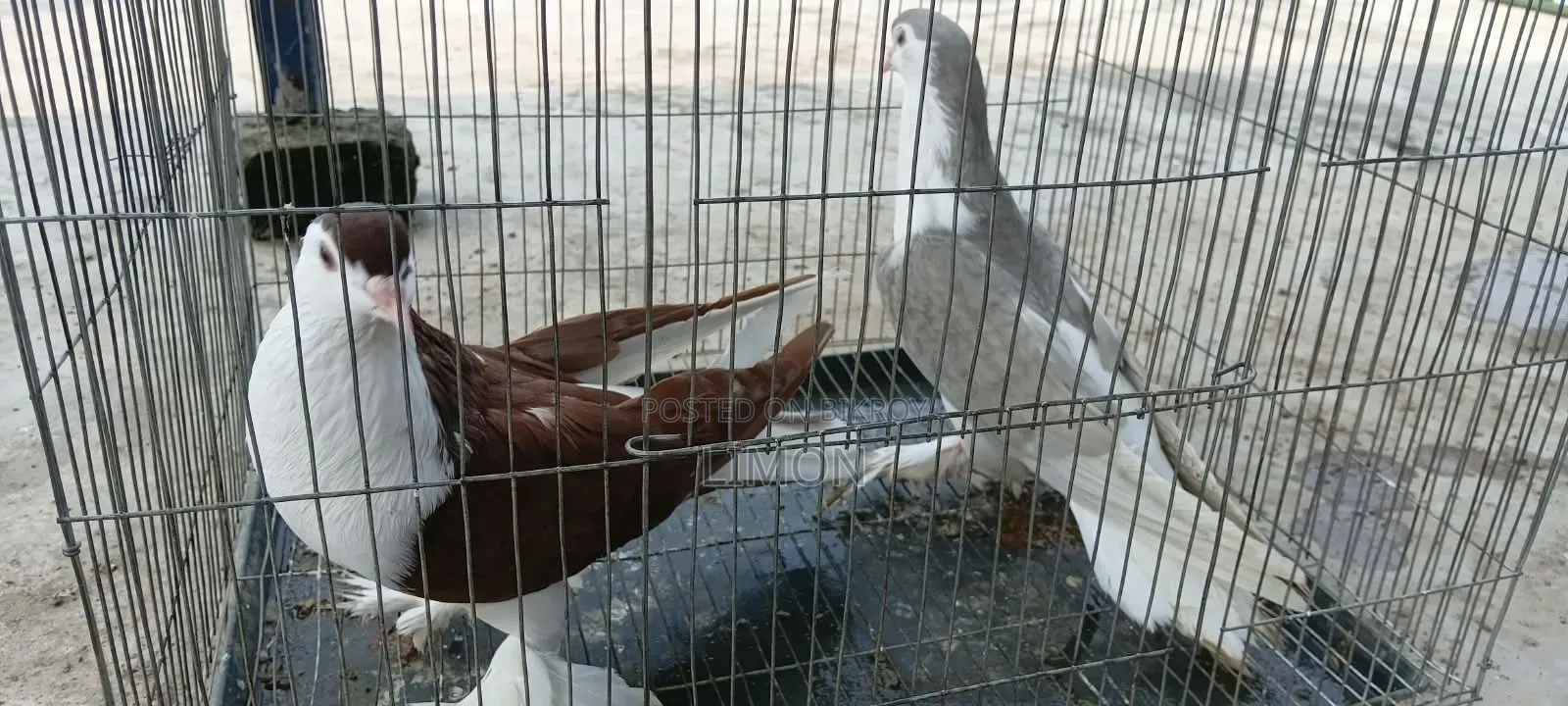 সিরাজী কবুতর মাদি দুই পিস