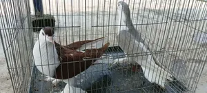 সিরাজী কবুতর মাদি দুই পিস