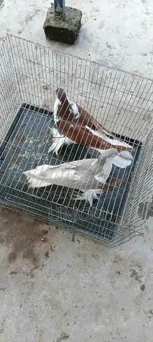 সিরাজী কবুতর মাদি দুই পিস