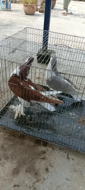 সিরাজী কবুতর মাদি দুই পিস