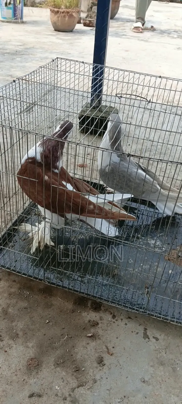 সিরাজী কবুতর মাদি দুই পিস