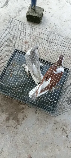 সিরাজী কবুতর মাদি দুই পিস