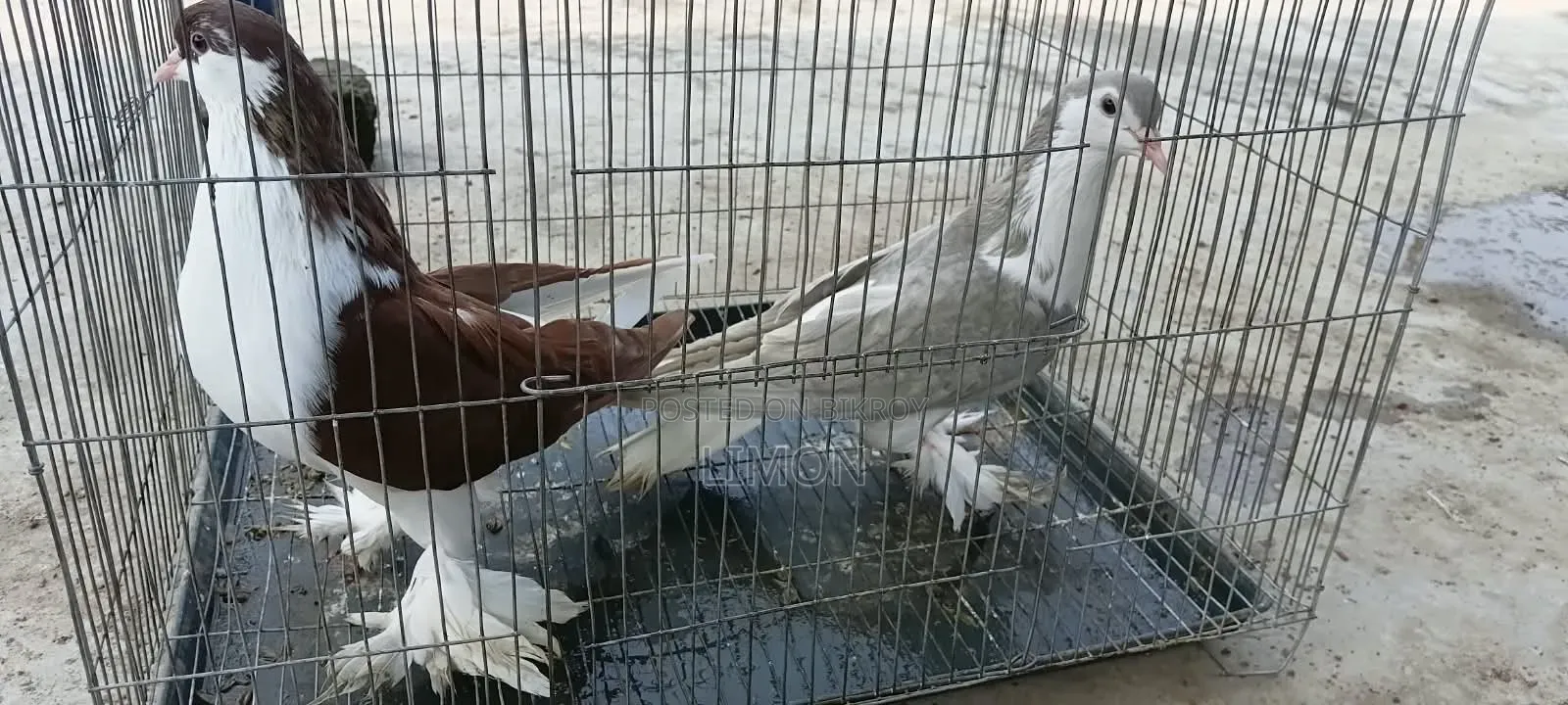 সিরাজী কবুতর মাদি দুই পিস