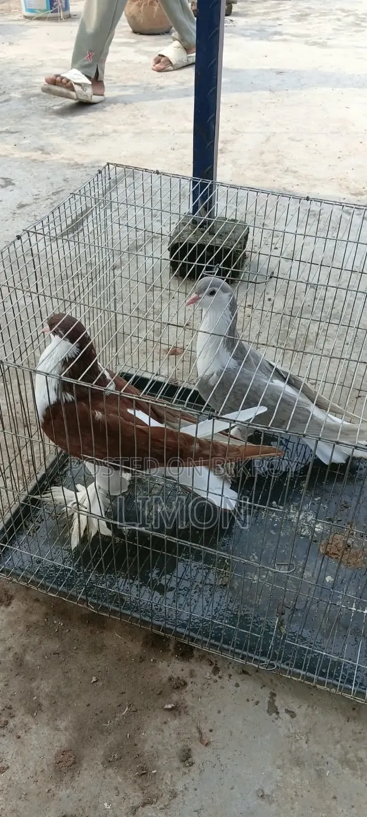 সিরাজী কবুতর মাদি দুই পিস