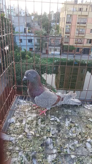 ফুল ফ্রেস কবুতর