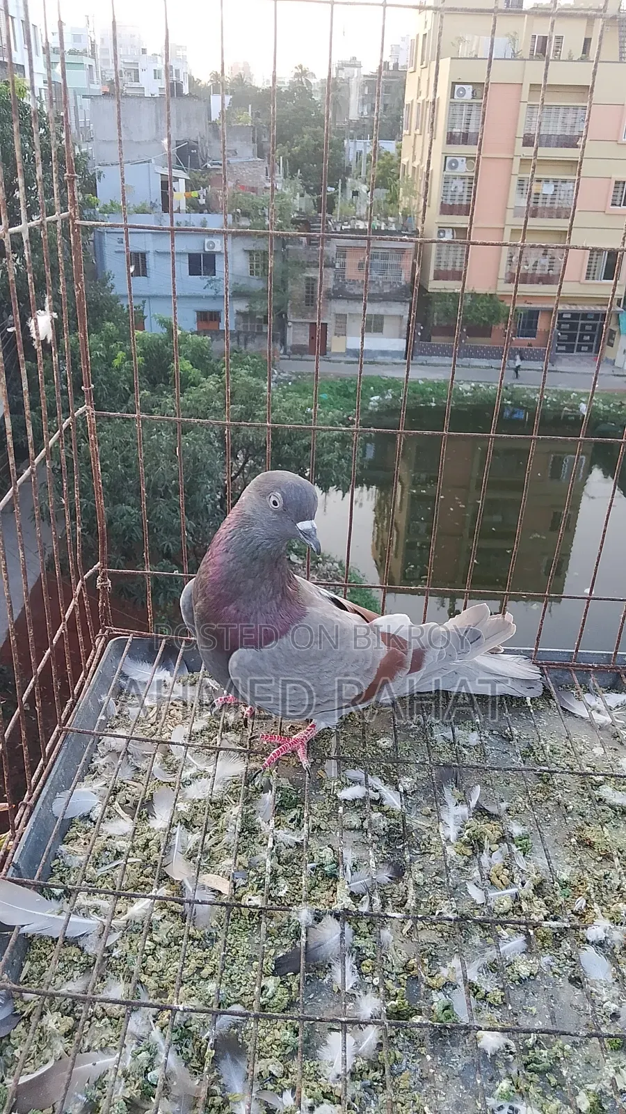 ফুল ফ্রেস কবুতর
