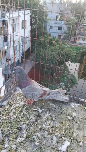 ফুল ফ্রেস কবুতর