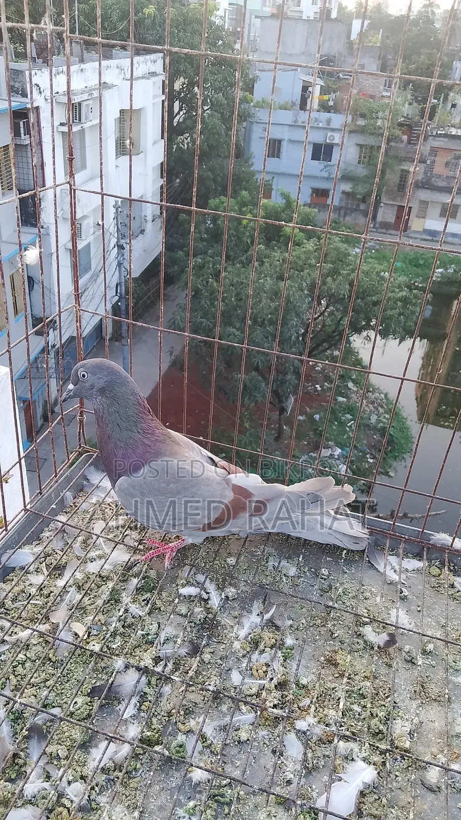 ফুল ফ্রেস কবুতর