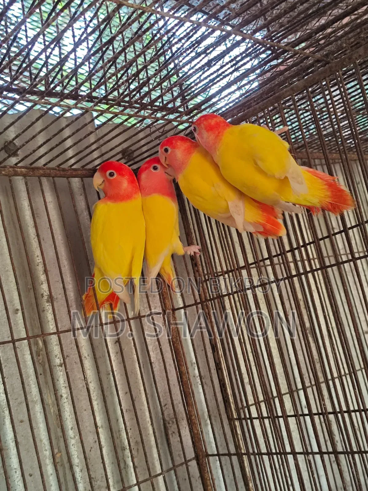 লাভ বার্ড / Love Bird