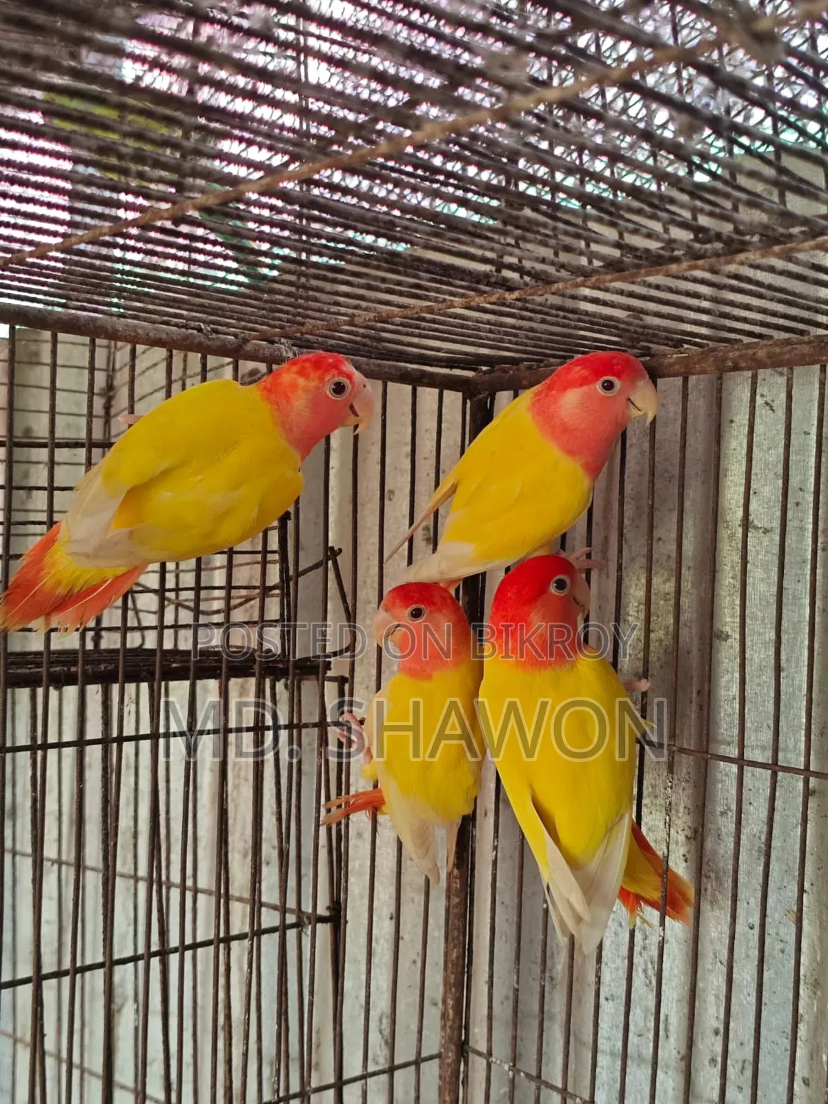 লাভ বার্ড / Love Bird