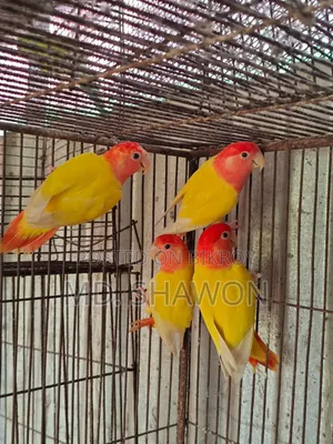 লাভ বার্ড / Love Bird