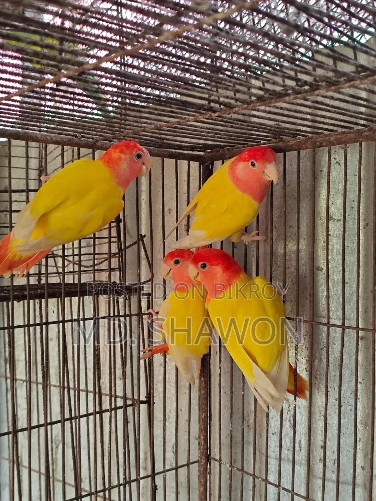 লাভ বার্ড / Love Bird