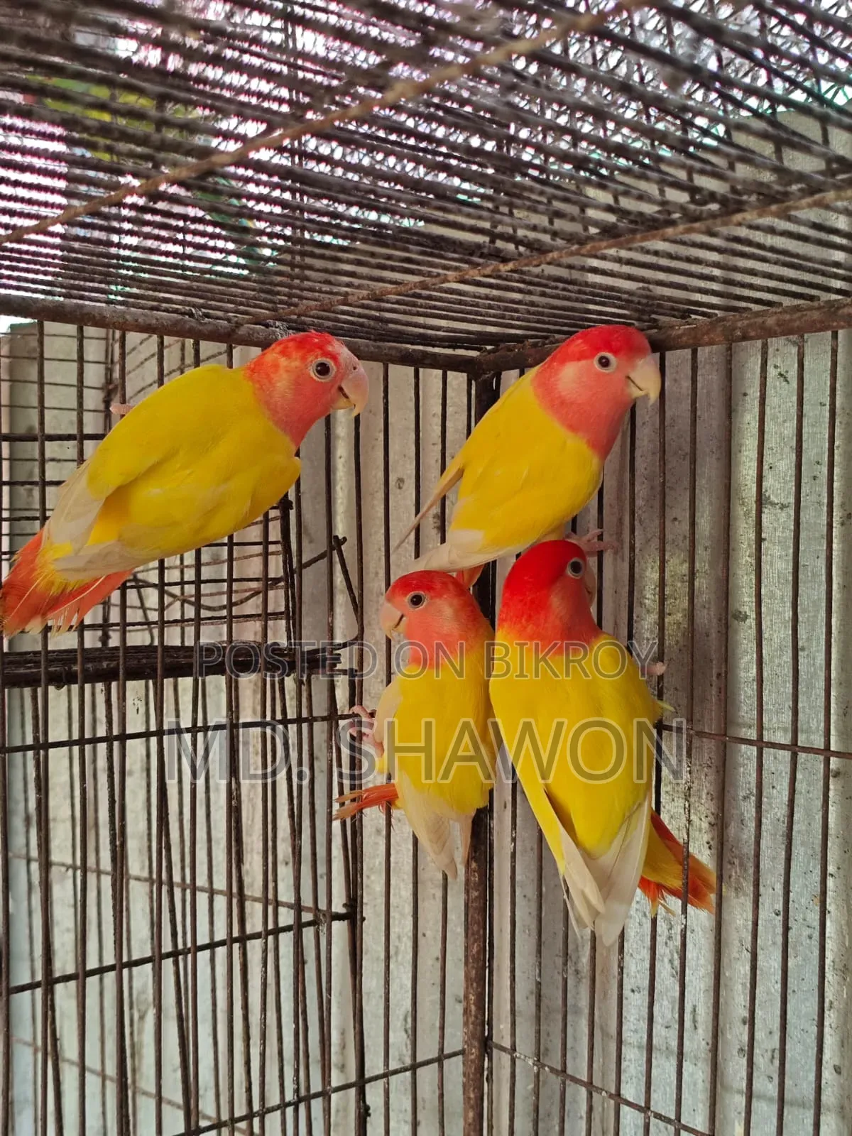 লাভ বার্ড / Love Bird