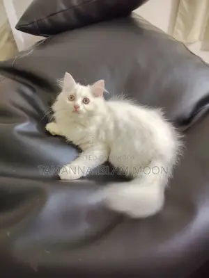 1-3 months Female Purebred Persian