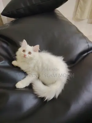 1-3 months Female Purebred Persian