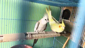 ককাটেল পাখি মেল পিমেল