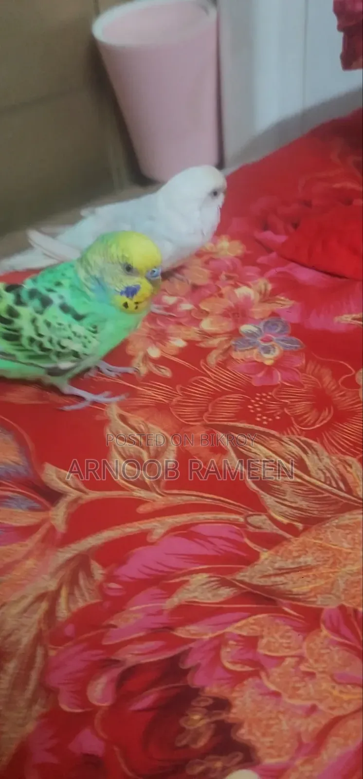 টেইম রানিং বাজিগর