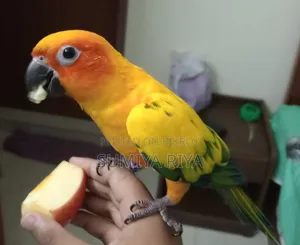 ইয়েলো ডমিনেট সান কনুর। টেম্প করানো পাখি। ডি এন এ সার্টিফিকেট করা।