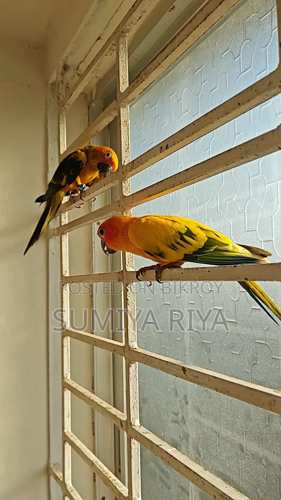 ইয়েলো ডমিনেট সান কনুর। টেম্প করানো পাখি। ডি এন এ সার্টিফিকেট করা।