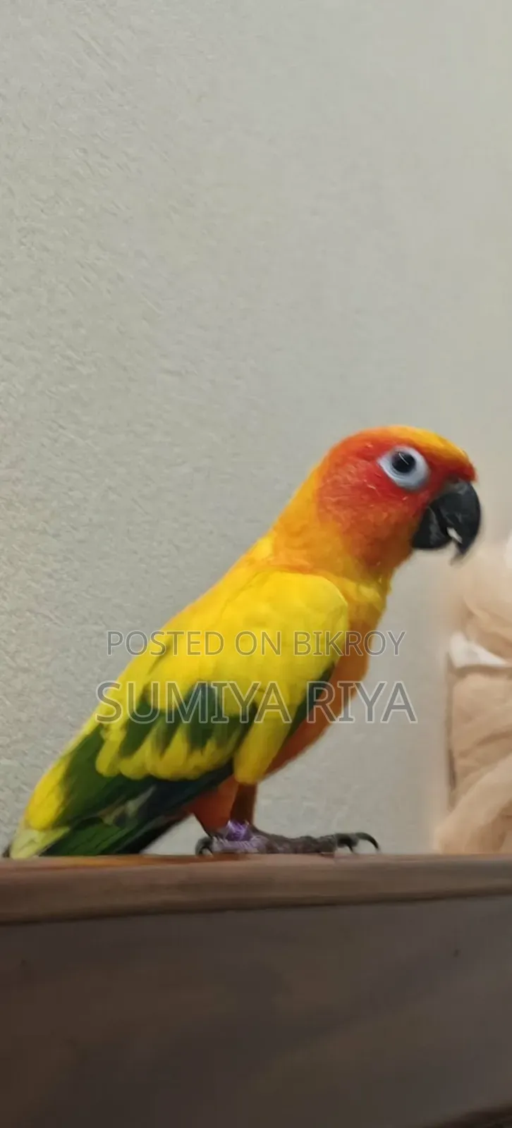 ইয়েলো ডমিনেট সান কনুর। টেম্প করানো পাখি। ডি এন এ সার্টিফিকেট করা।