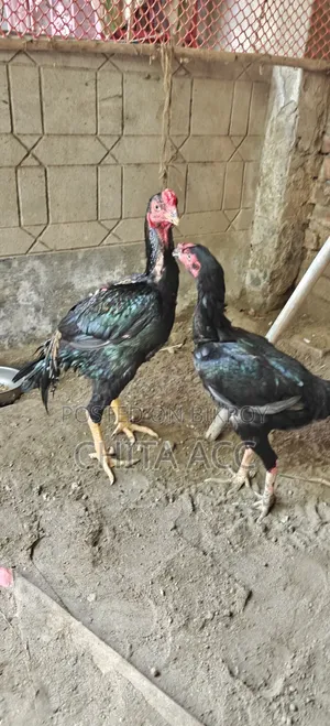 অচিল মুরগী সেল