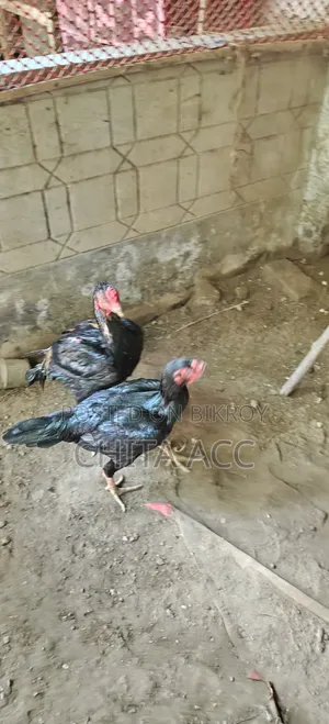 অচিল মুরগী সেল