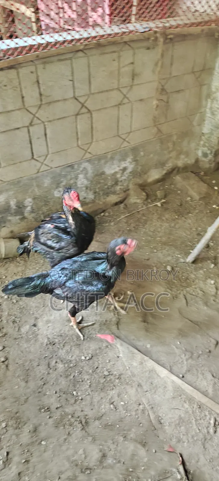 অচিল মুরগী সেল