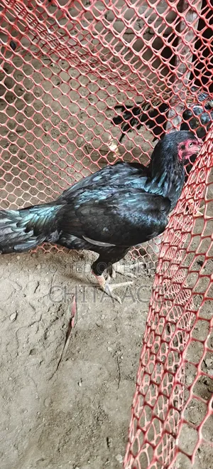 অচিল মুরগী সেল