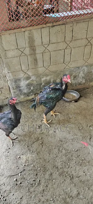 অচিল মুরগী সেল
