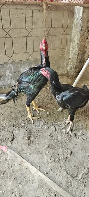 অচিল মুরগী সেল