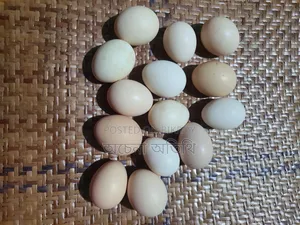 দেশি মুরগির ডিম