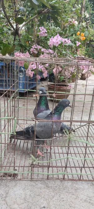 যশোরে পুরাতন বুনো