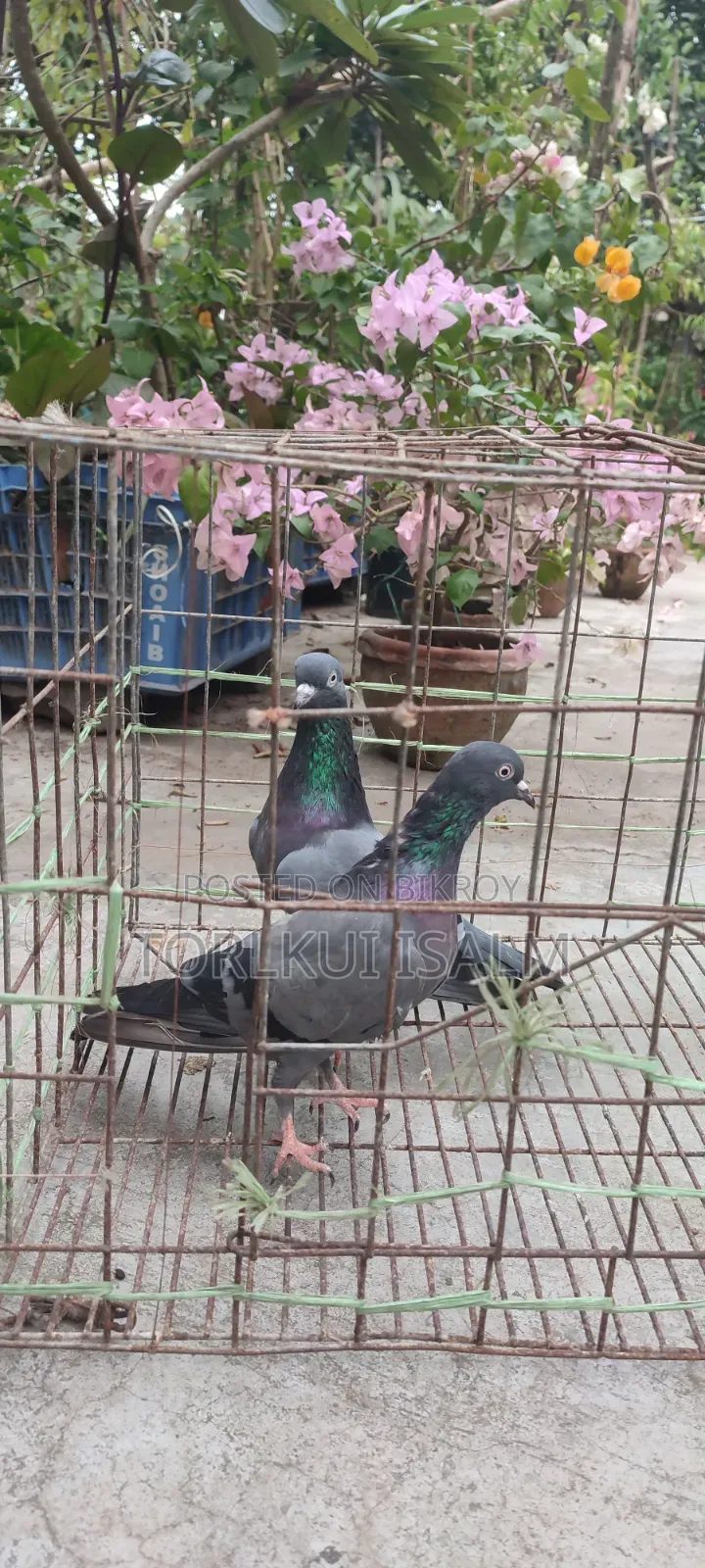 যশোরে পুরাতন বুনো