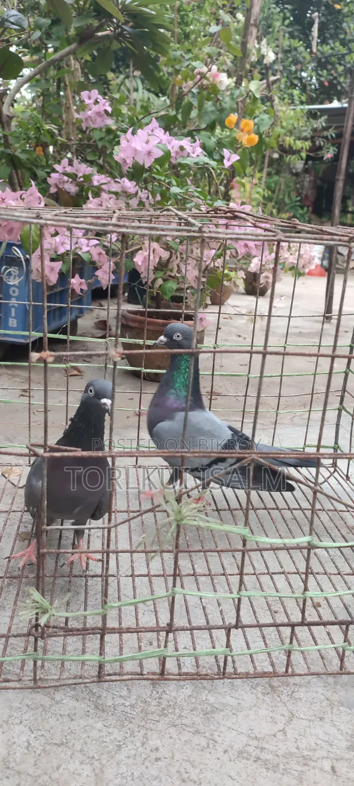 যশোরে পুরাতন বুনো