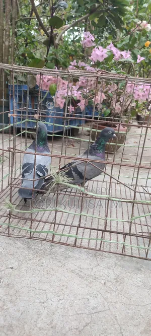যশোরে পুরাতন বুনো